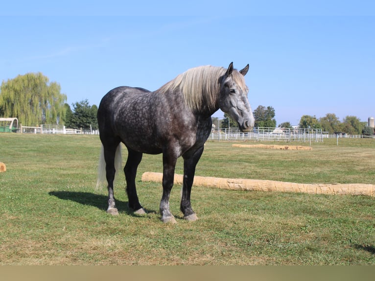 Percheron Gelding 5 years 16,1 hh Grey in Millersburg
