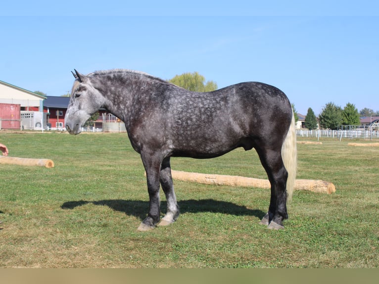 Percheron Gelding 5 years 16,1 hh Grey in Millersburg