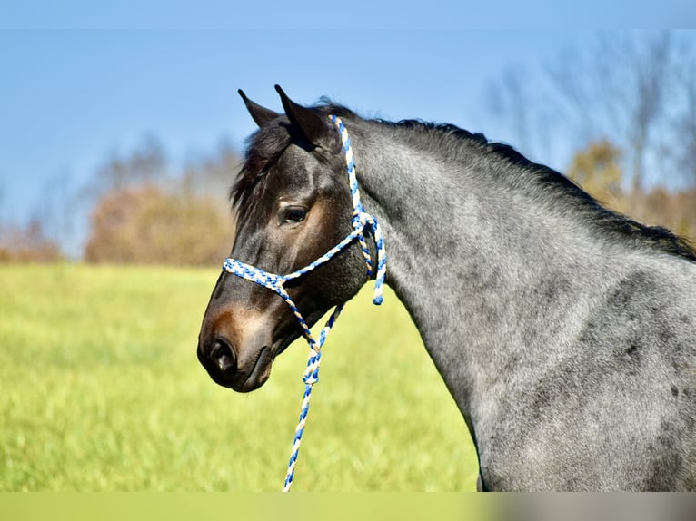 Percheron Mix Gelding 5 years 16,1 hh Roan-Blue in Crab Orchard, KY