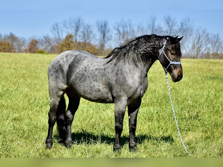 Percheron Mix Gelding 5 years 16,1 hh Roan-Blue in Crab Orchard, KY