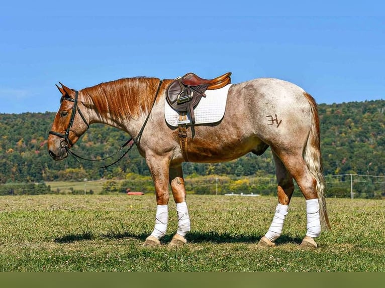 Percheron Mix Gelding 5 years 16,1 hh Roan-Red in Littlestown