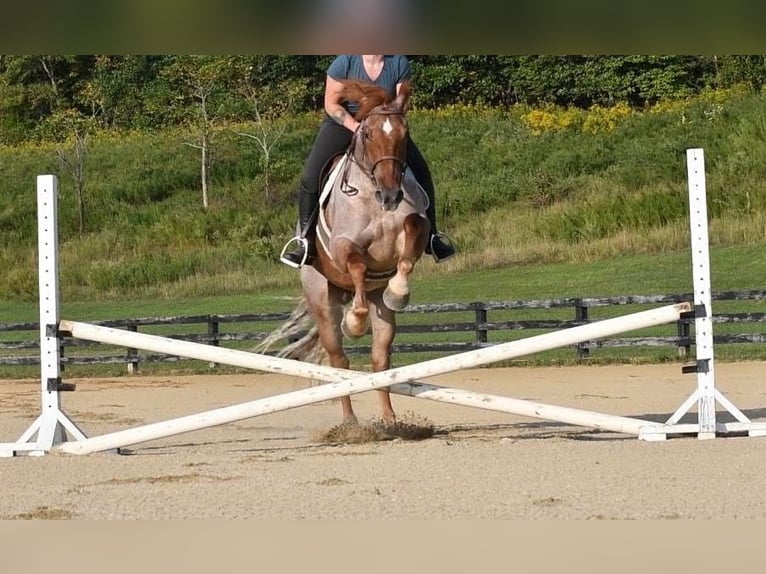 Percheron Mix Gelding 5 years 16,1 hh Roan-Red in Littlestown