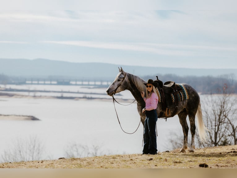 Percheron Mix Gelding 5 years 16.2 hh Grey in Quitman