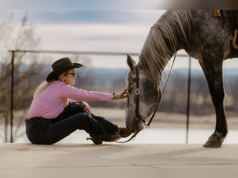Percheron Mix Gelding 5 years 16.2 hh Grey in Quitman