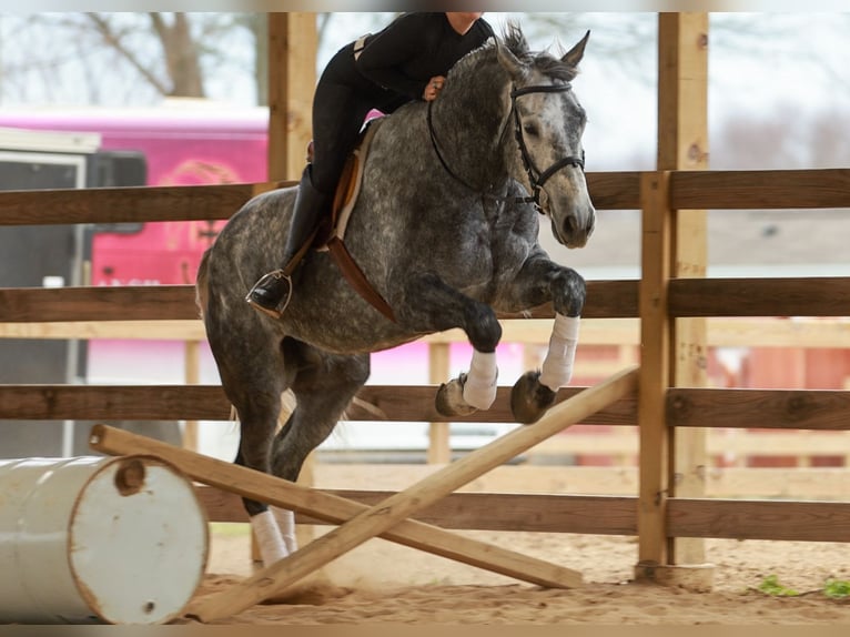 Percheron Mix Gelding 5 years 16.2 hh Grey in Quitman