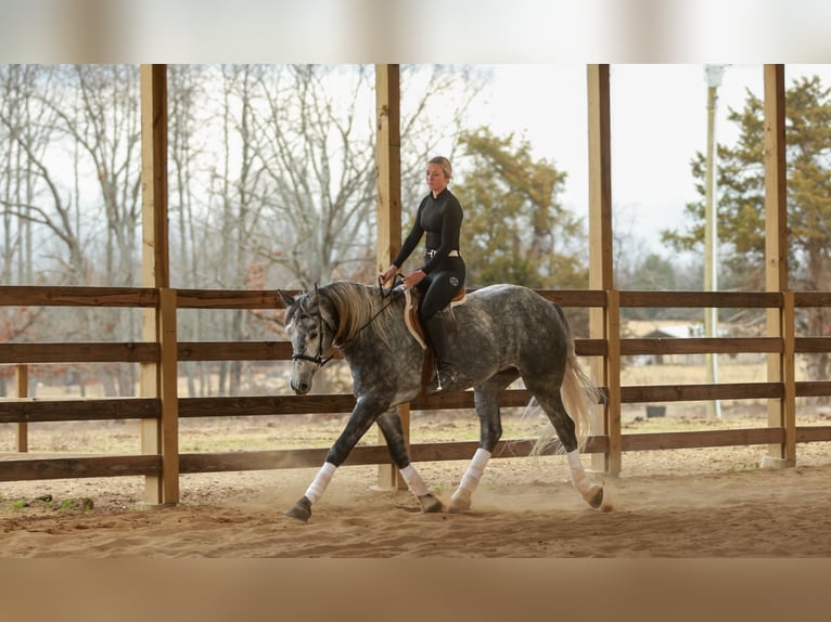 Percheron Mix Gelding 5 years 16.2 hh Grey in Quitman