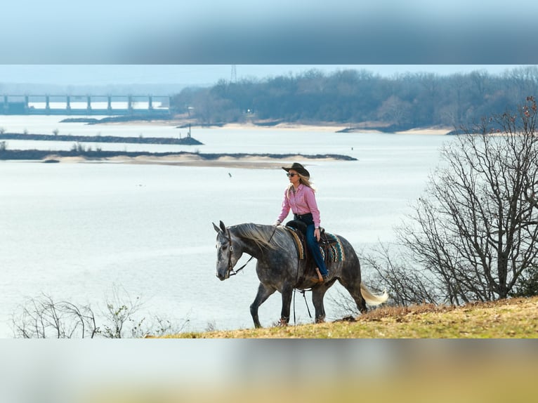 Percheron Mix Gelding 5 years 16.2 hh Grey in Quitman