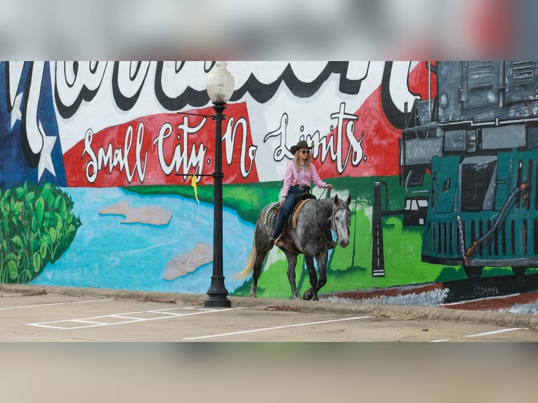 Percheron Mix Gelding 5 years 16.2 hh Grey in Quitman