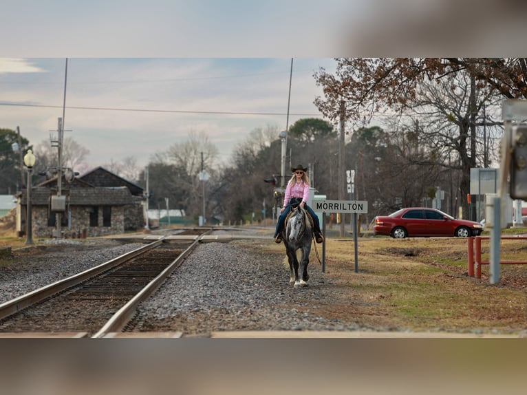 Percheron Mix Gelding 5 years 16.2 hh Grey in Quitman