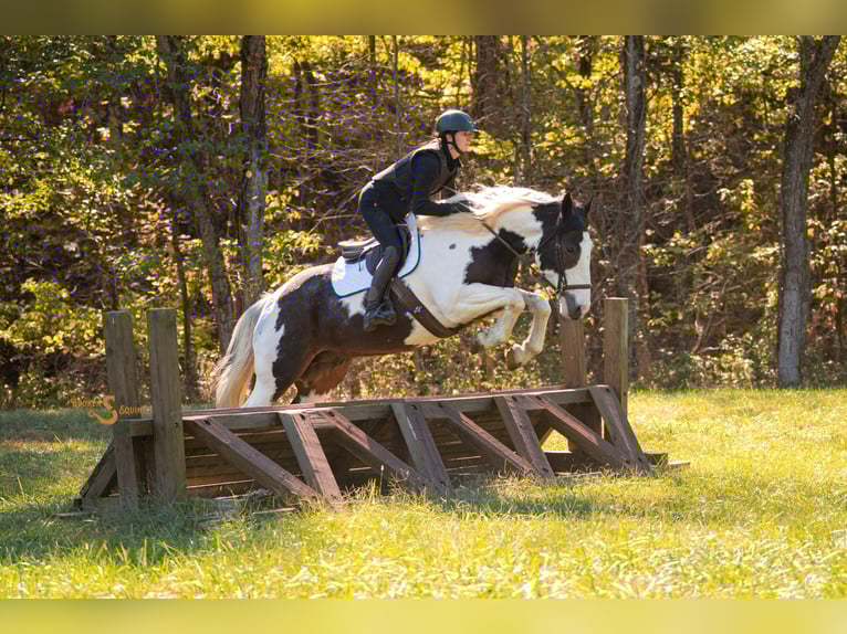 Percheron Mix Gelding 5 years 16,2 hh Pinto in Bogard