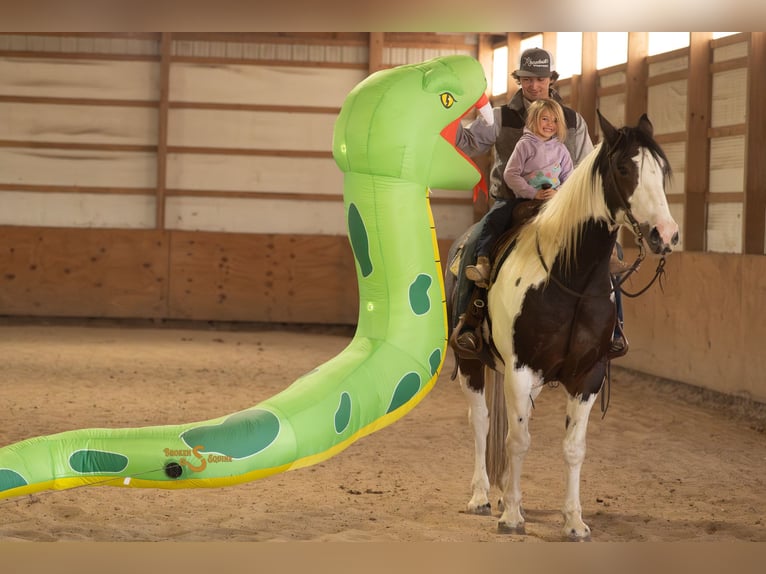 Percheron Mix Gelding 5 years 16,2 hh Pinto in Bogard