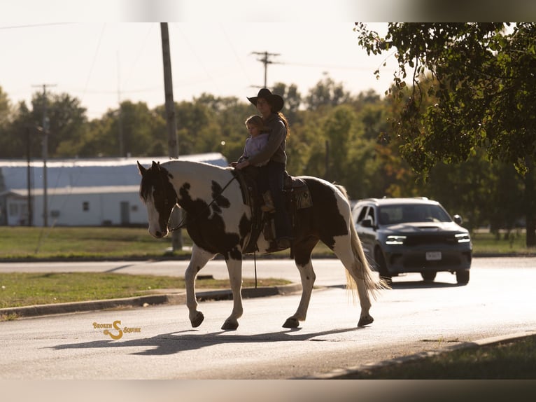 Percheron Mix Gelding 5 years 16,2 hh Pinto in Bogard