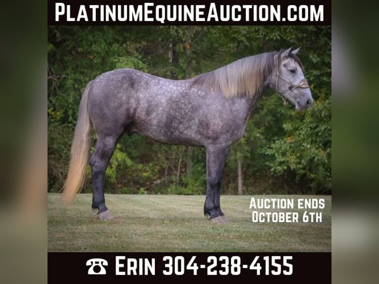 Percheron Gelding 5 years 16,3 hh Gray-Dapple in FLemingsburg Ky