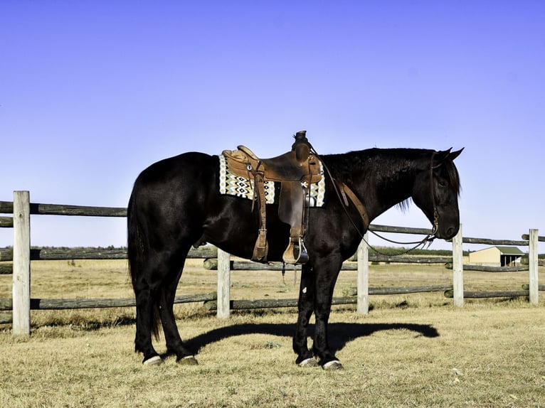 Percheron Mix Gelding 5 years 16 hh Black in Nevis, MN