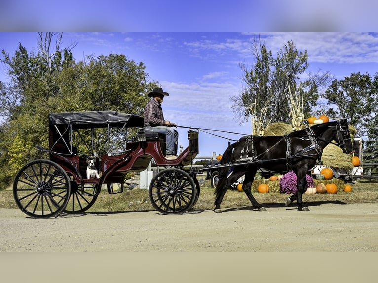 Percheron Mix Gelding 5 years 16 hh Black in Nevis, MN