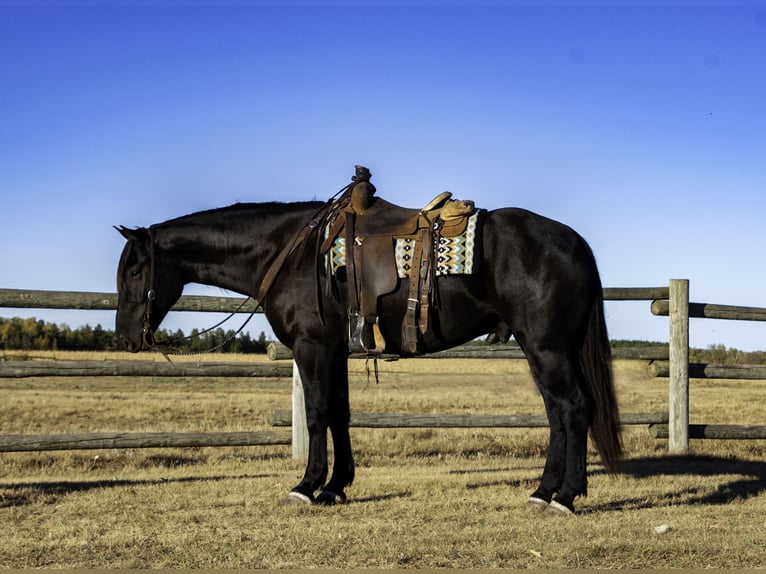 Percheron Mix Gelding 5 years 16 hh Black in Nevis, MN