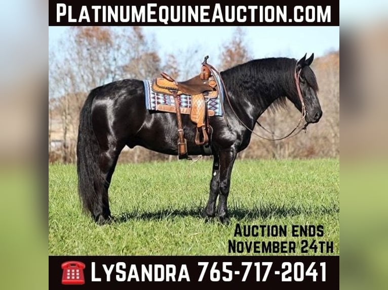 Percheron Gelding 5 years 16 hh Black in Brodhead Ky