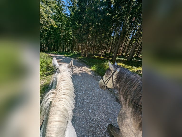 Percheron Gelding 5 years 16 hh Gray-Dapple in Aschau am Inn