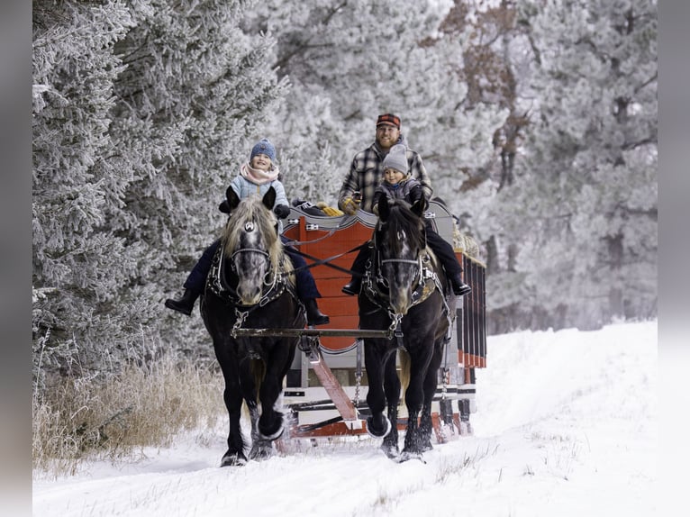 Percheron Mix Gelding 5 years 16 hh Gray in Nevis, MN