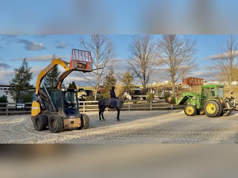 Percheron Mix Gelding 5 years 16 hh Grey in Gap