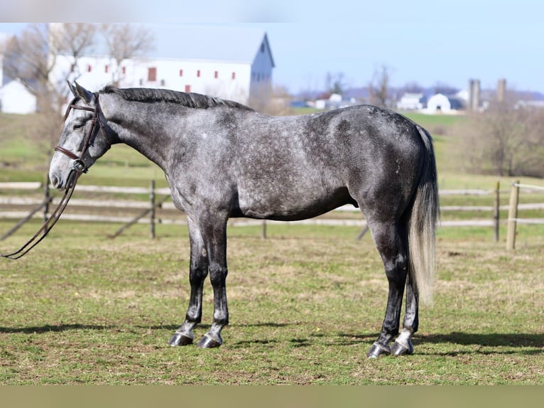 Percheron Mix Gelding 5 years 16 hh Grey in Gap