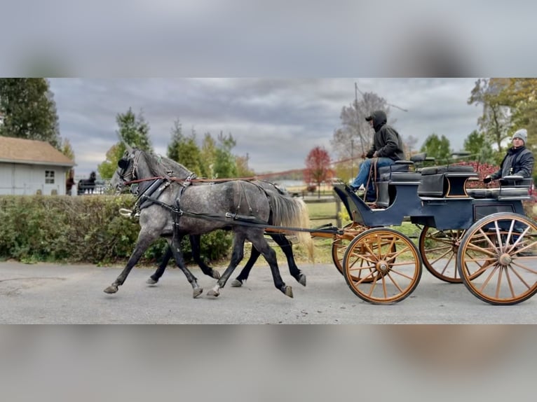 Percheron Mix Gelding 5 years 16 hh Grey in Gap