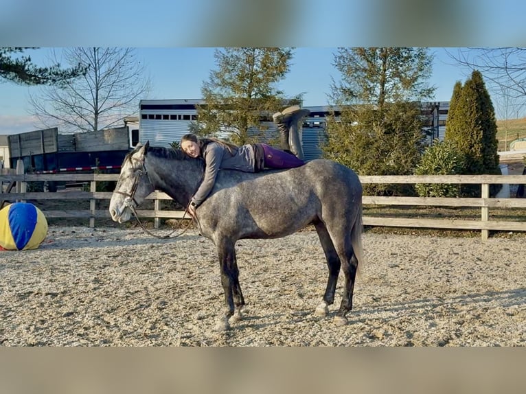 Percheron Mix Gelding 5 years 16 hh Grey in Gap