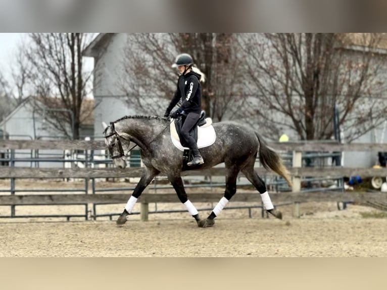 Percheron Mix Gelding 5 years 16 hh Grey in Gap