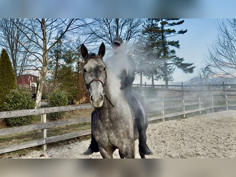 Percheron Mix Gelding 5 years 16 hh Grey in Gap