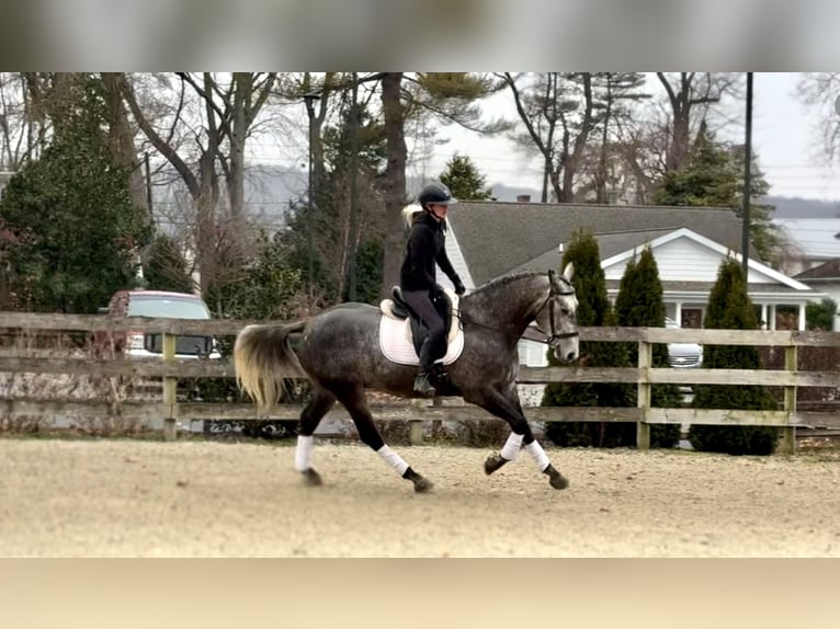 Percheron Mix Gelding 5 years 16 hh Grey in Gap