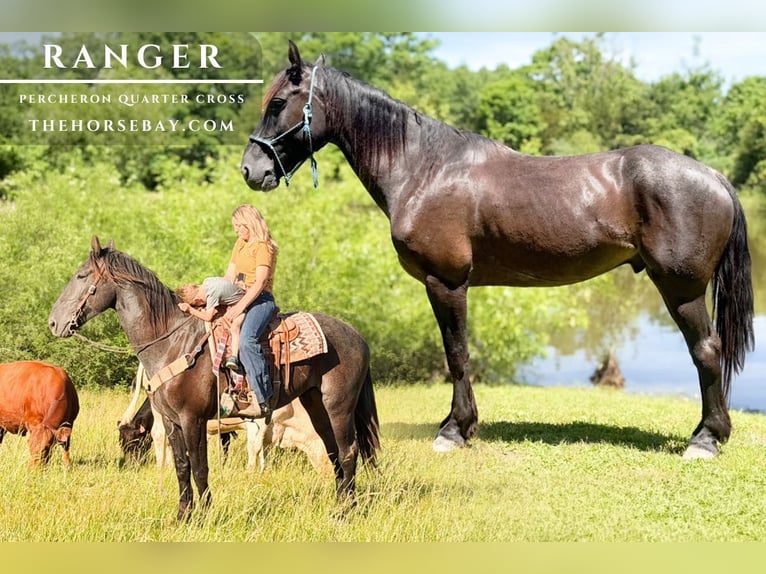 Percheron Mix Gelding 5 years 16 hh Roan-Bay in Willow Springs, MO