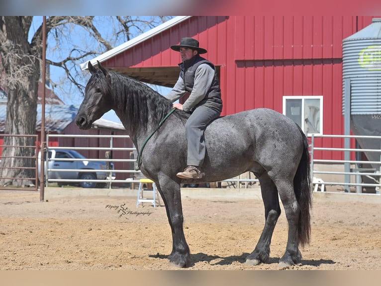 Percheron Gelding 5 years 16 hh Roan-Blue in Fairbank IA