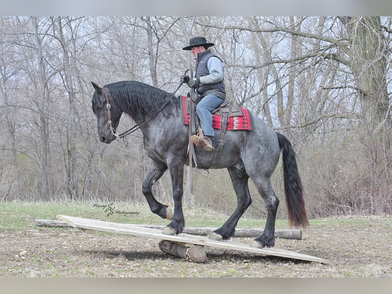 Percheron Gelding 5 years 16 hh Roan-Blue in Fairbank IA