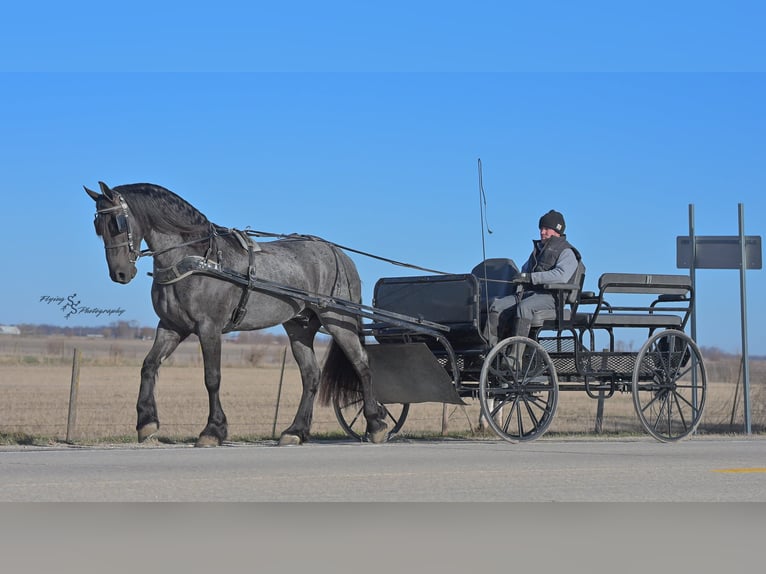 Percheron Gelding 5 years 16 hh Roan-Blue in Fairbank IA