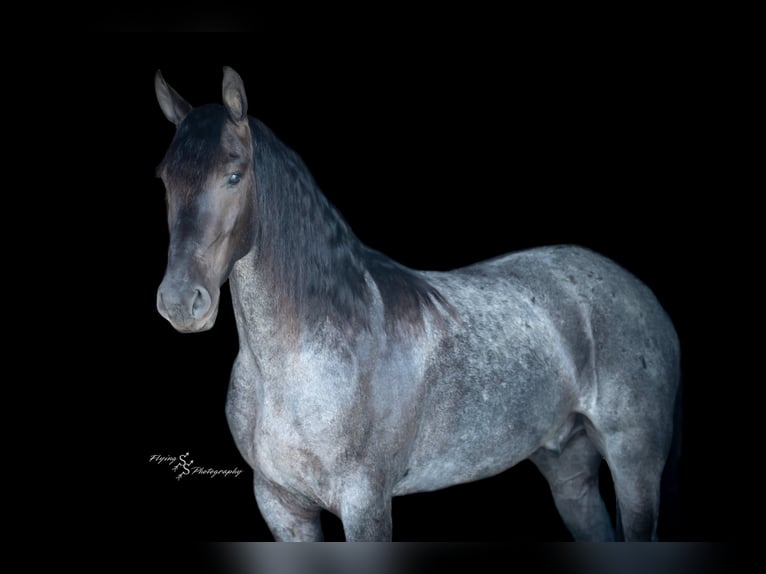 Percheron Gelding 5 years 16 hh Roan-Blue in Fairbank IA