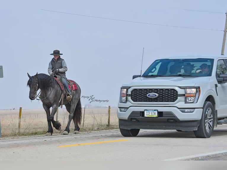 Percheron Gelding 5 years 16 hh Roan-Blue in Fairbank IA