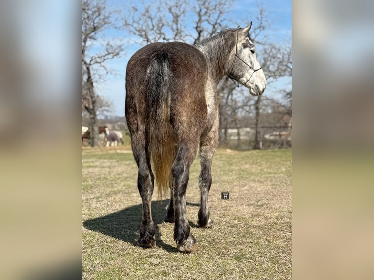 Percheron Gelding 5 years 16,1 hh Grey-Dapple in Jacksboro TX