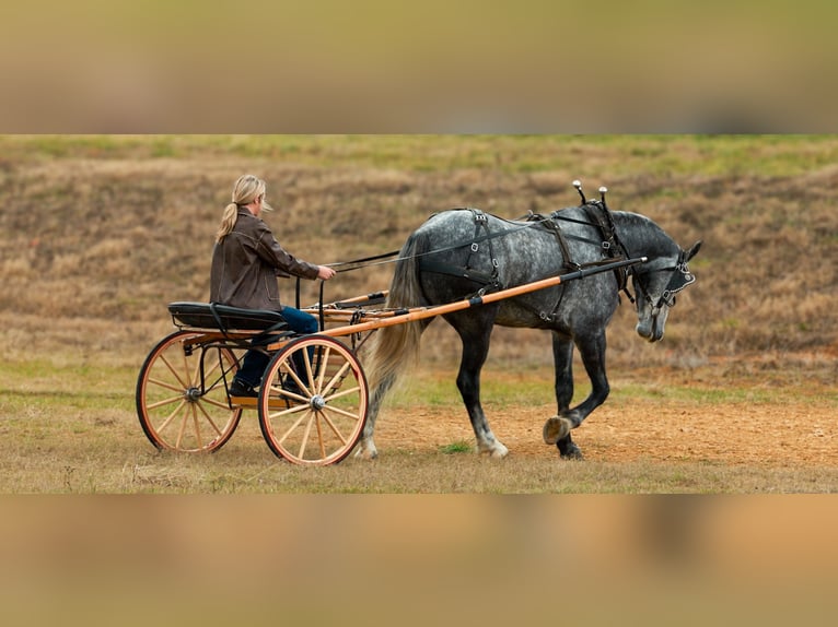 Percheron Mix Gelding 5 years 16,2 hh Grey in Quitman