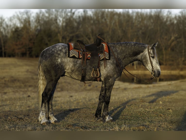 Percheron Mix Gelding 5 years 16,2 hh Grey in Quitman