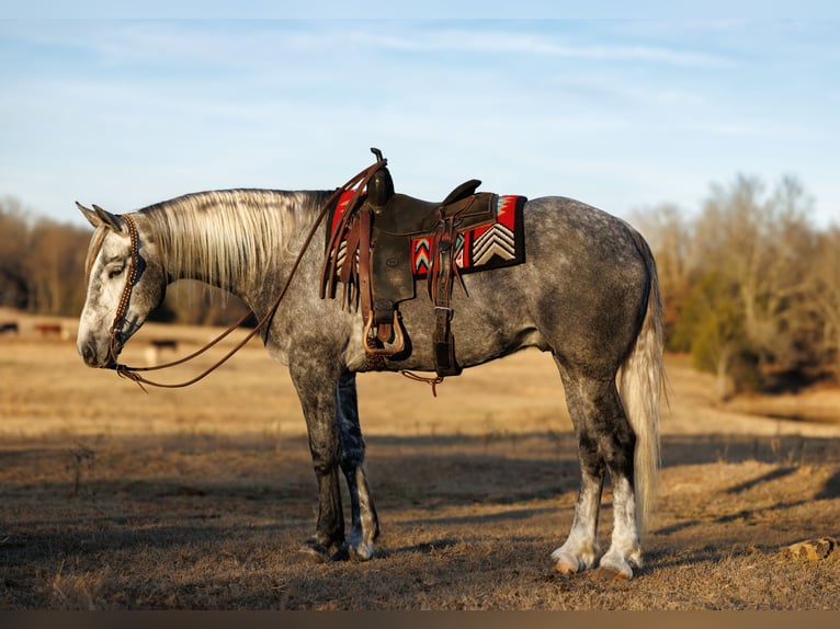 Percheron Mix Gelding 5 years 16,2 hh Grey in Quitman