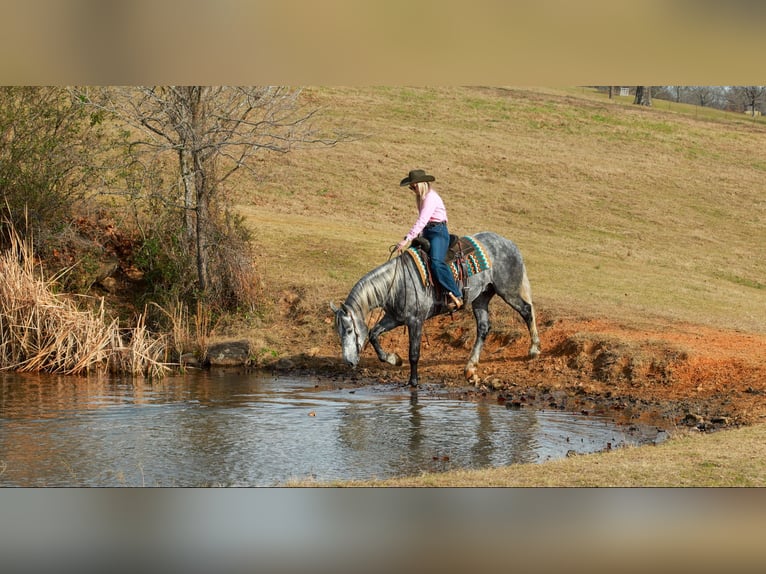 Percheron Mix Gelding 5 years 16,2 hh Grey in Quitman