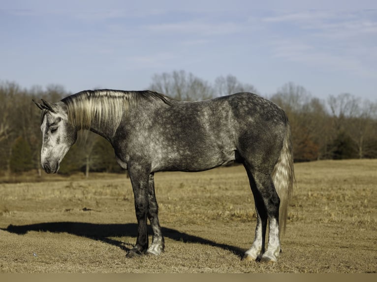 Percheron Mix Gelding 5 years 16,2 hh Grey in Quitman