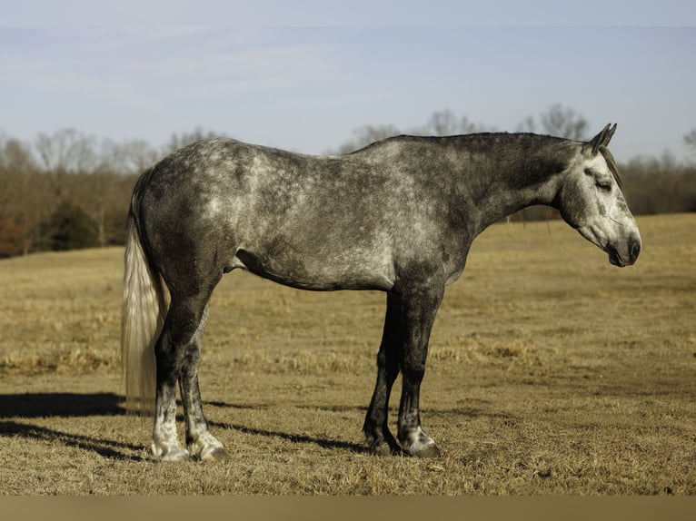 Percheron Mix Gelding 5 years 16,2 hh Grey in Quitman