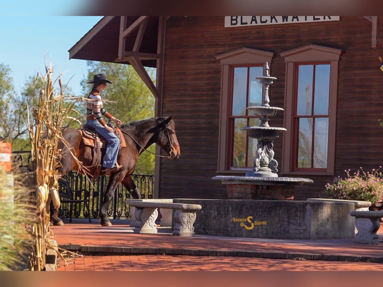 Percheron Mix Gelding 5 years 16,3 hh Bay in Bogard