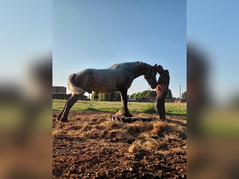 Percheron Gelding 5 years 16,3 hh Grey-Blue-Tan in Kachtem