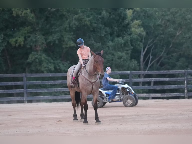 Percheron Mix Gelding 5 years 17,1 hh Roan-Bay in Clover, SC