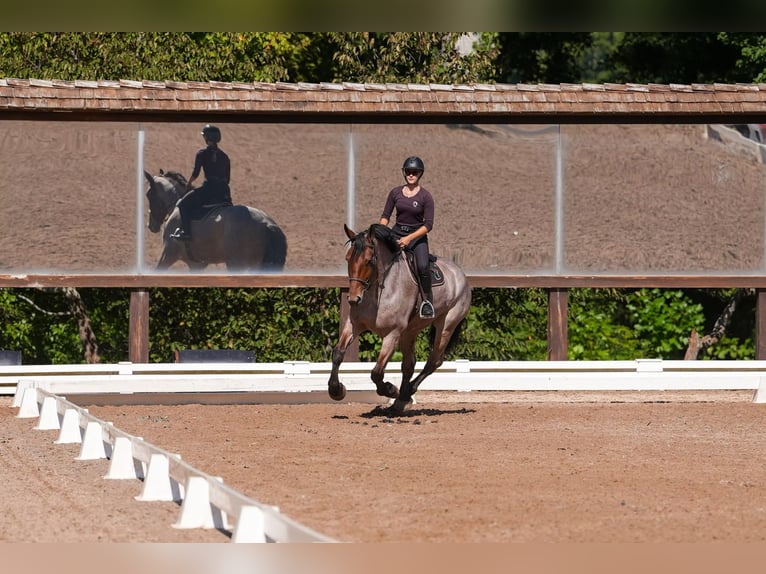 Percheron Mix Gelding 5 years 17,1 hh Roan-Bay in Clover, SC
