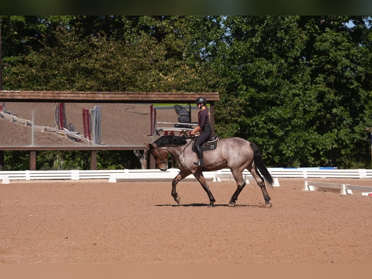 Percheron Mix Gelding 5 years 17,1 hh Roan-Bay in Clover, SC
