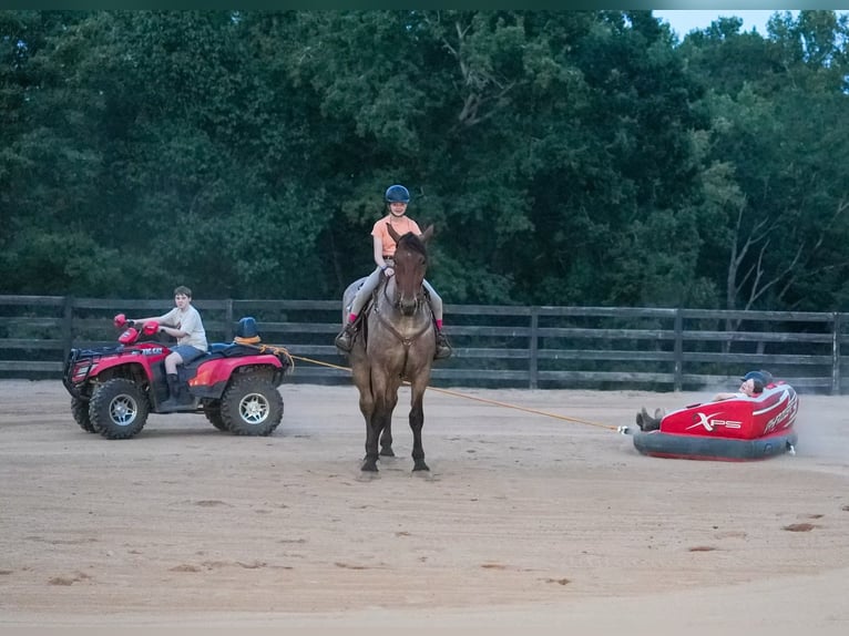 Percheron Mix Gelding 5 years 17,1 hh Roan-Bay in Clover, SC