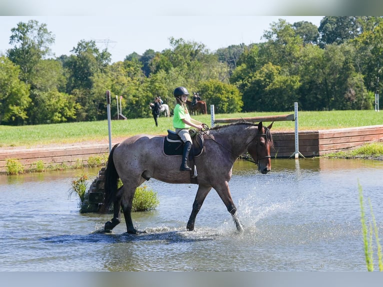 Percheron Mix Gelding 5 years 17,1 hh Roan-Bay in Clover, SC